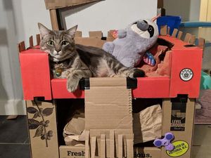 Mengapa Kucing Suka Tinggal di Dalam Kotak?