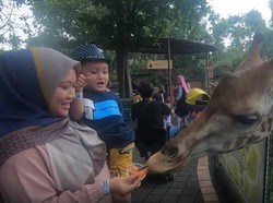 Sensasi Memberi Makan Hewan di Batu Secret Zoo