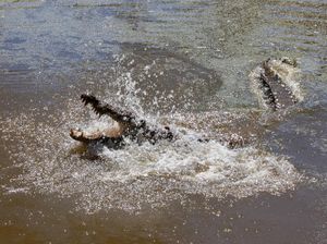 Gila dan Brutal, Buaya Makan Buaya! Gila dan Brutal, Buaya Makan Buaya!