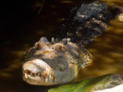 Tangan Warga di Palu Nyaris Putus Digigit Buaya