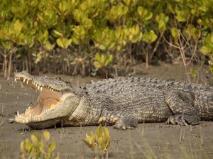 Tangan Warga Palu Nyaris Putus Diterkam Buaya Berhasil Disambung