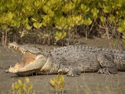 Tangan Warga Palu Nyaris Putus Diterkam Buaya Berhasil Disambung