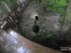 Ini Aneka Burung yang Tak Bisa Terbang di Eco Green Park Batu