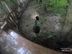 Ini Aneka Burung yang Tak Bisa Terbang di Eco Green Park Batu