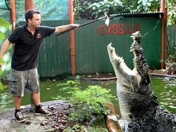 Ini Cassius! Buaya Terbesar di Dunia yang Usianya 120 Tahun