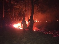Dua Kali Kebakaran di Hutan Baluran Hanguskan 5,2 Hektare Lahan