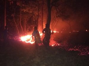 Dua Kali Kebakaran di Hutan Baluran Hanguskan 5,2 Hektare Lahan Dua Kali Kebakaran di Hutan Baluran Hanguskan 5,2 Hektare Lahan