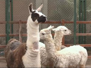 Ini Tito, Llama yang Antibodinya Diuji untuk Terapi COVID-19