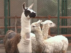 Ini Tito, Llama yang Antibodinya Diuji untuk Terapi COVID-19