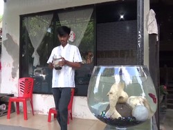 Inspiratif! Pelajar di Parepare Beli Kuota untuk PJJ dari Hasil Jualan Cupang