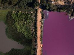 Air Laguna Paraguay Setengahnya Berubah Jadi Ungu, Ada Apa?