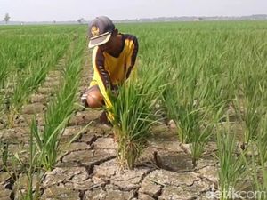Musim Kemarau, Sawah di Subang Terancam Gagal Tanam