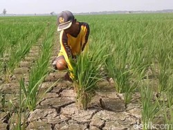 Musim Kemarau, Sawah di Subang Terancam Gagal Tanam