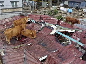 Banjir Korsel, Sapi Ngungsi di Atap Rumah