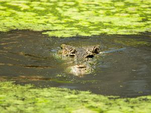 Buaya Bertelur di Lahan Sawit Sumbar
