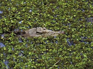 Ayo Tebak, Buayanya Ngumpet di Mana? Ayo Tebak, Buayanya Ngumpet di Mana?