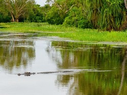 Ada Buaya Keliaran, Otoritas Jerman Larang Turis Berenang