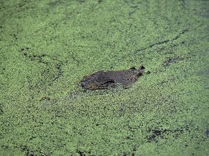 Bagi Warga Gorontalo, Buaya Bukan Satwa Biasa