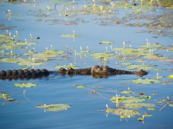 Nelayan di Banyuasin Sumsel Tewas Diterkam Buaya di Hadapan Mertua