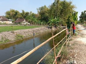 Salut! Pemuda Lamongan Sulap Saluran Irigasi Jadi Tempat Budi Daya Ikan