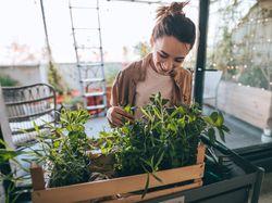 3 Tips Belajar Berkebun Lewat Internet