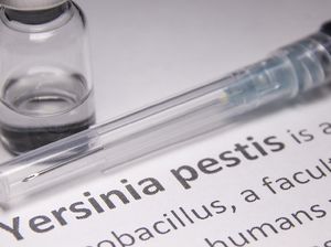 Waspada, BRIN Ingatkan Wabah Pes Bisa Kembali Menyebar di Indonesia