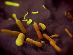 Terpopuler Sepekan: Fakta Soal Pes Bubonic, Wabah yang Bikin China Siaga 3