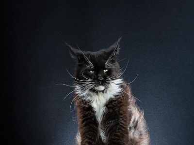 Foto: Gemasnya Pose Kucing yang Jadi Penguin