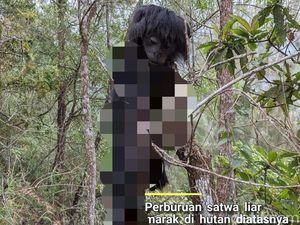 Jadi Korban Perburuan Liar, Lutung Jawa Ditemukan Tinggal Kulit dan Kepala