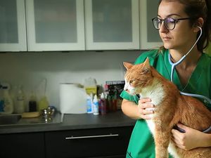 Belasan Ribu Hewan Peliharaan Telantar di Jalanan Prancis, Ada Apa?