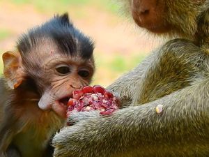 Mirip Manusia, Monyet Berbagi Makanan Untuk Tunjukkan Cinta