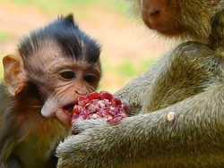 Mirip Manusia, Monyet Berbagi Makanan Untuk Tunjukkan Cinta