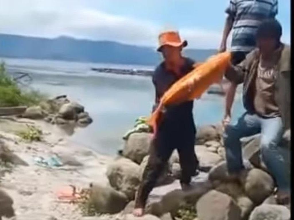 Viral Ikan Mas Jumbo 15 Kg Ditangkap di Danau Toba