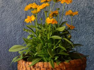 8 Tanaman Hias yang Bisa Ditanam di Pot