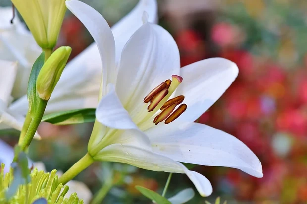 Peace Lily dapat Hilangkan Stres/ Foto: Pixabay.com