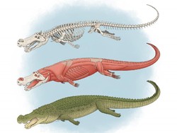 Buaya Purba Raksasa Punya Gigi Sebesar Pisang