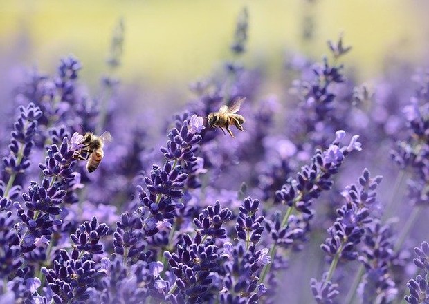Lavender Dapat Hilangkan Stres/ Foto: Pixabay.com