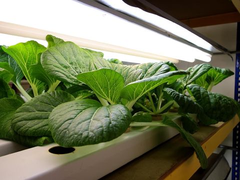 Fresh bok choy vegetable growing using hydroponic method.