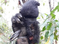 Miris, Jasad Lutung Jawa Korban Perburuan di Malang Hanya Tinggal Kaki