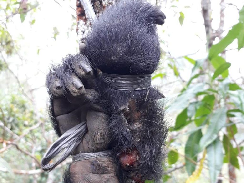 Miris, Jasad Lutung Jawa Korban Perburuan di Malang Hanya Tinggal Kaki Miris, Jasad Lutung Jawa Korban Perburuan di Malang Hanya Tinggal Kaki