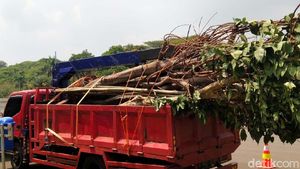 Proses Pencabutan Pohon di Lokasi Proyek MRT Fase II