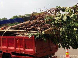 Proses Pencabutan Pohon di Lokasi Proyek MRT Fase II
