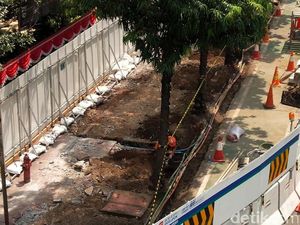 Mau Dikemanakan Pohon yang Dicabut Imbas Proyek MRT Fase II?