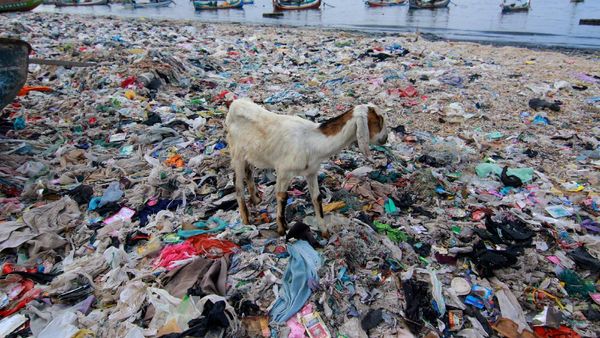 Ih Jorok, Sampah Menumpuk di Bibir Pantai Banyuwangi