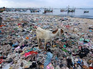 Ih Jorok, Sampah Menumpuk di Bibir Pantai Banyuwangi Ih Jorok, Sampah Menumpuk di Bibir Pantai Banyuwangi