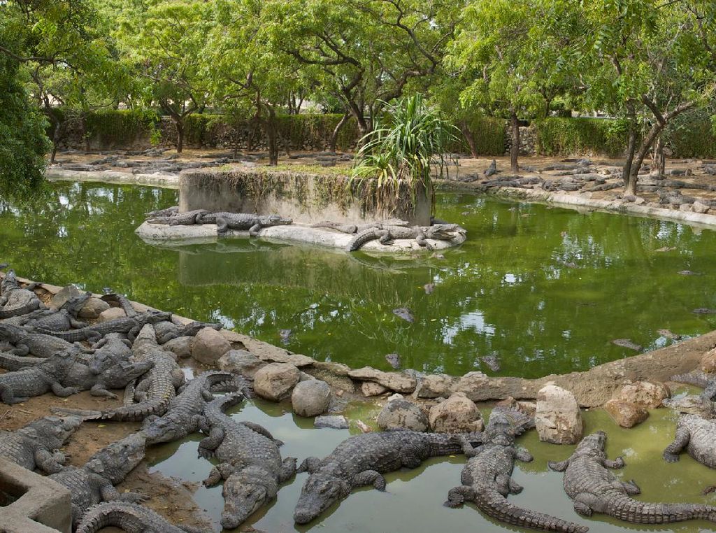 Gara-gara Corona, Taman Buaya Kehabisan Dana Gara-gara Corona, Taman Buaya Kehabisan Dana