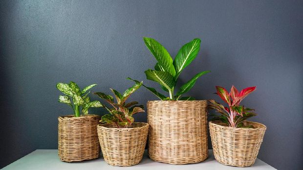 Aglaonema  or Chinese Erergreen in wicker baskets