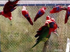 144 Burung-Kadal Korban Perdagangan Ilegal Dilepasliarkan di Maluku