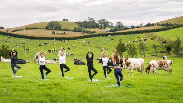 Yoga di Tengah Peternakan Sapi, Bisa Kok