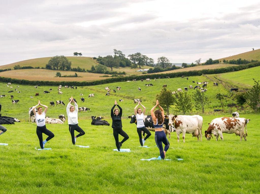 Yoga di Tengah Peternakan Sapi, Bisa Kok Yoga di Tengah Peternakan Sapi, Bisa Kok